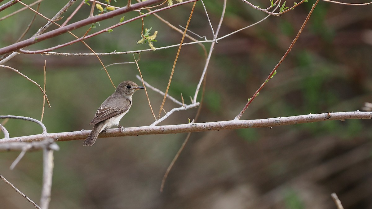 Asian Brown Flycatcher - Paul French