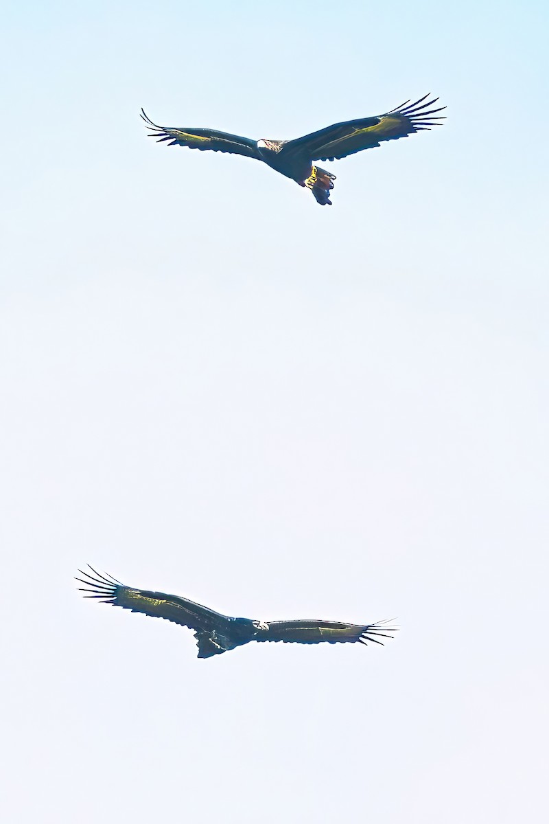 Wedge-tailed Eagle - Alfons  Lawen