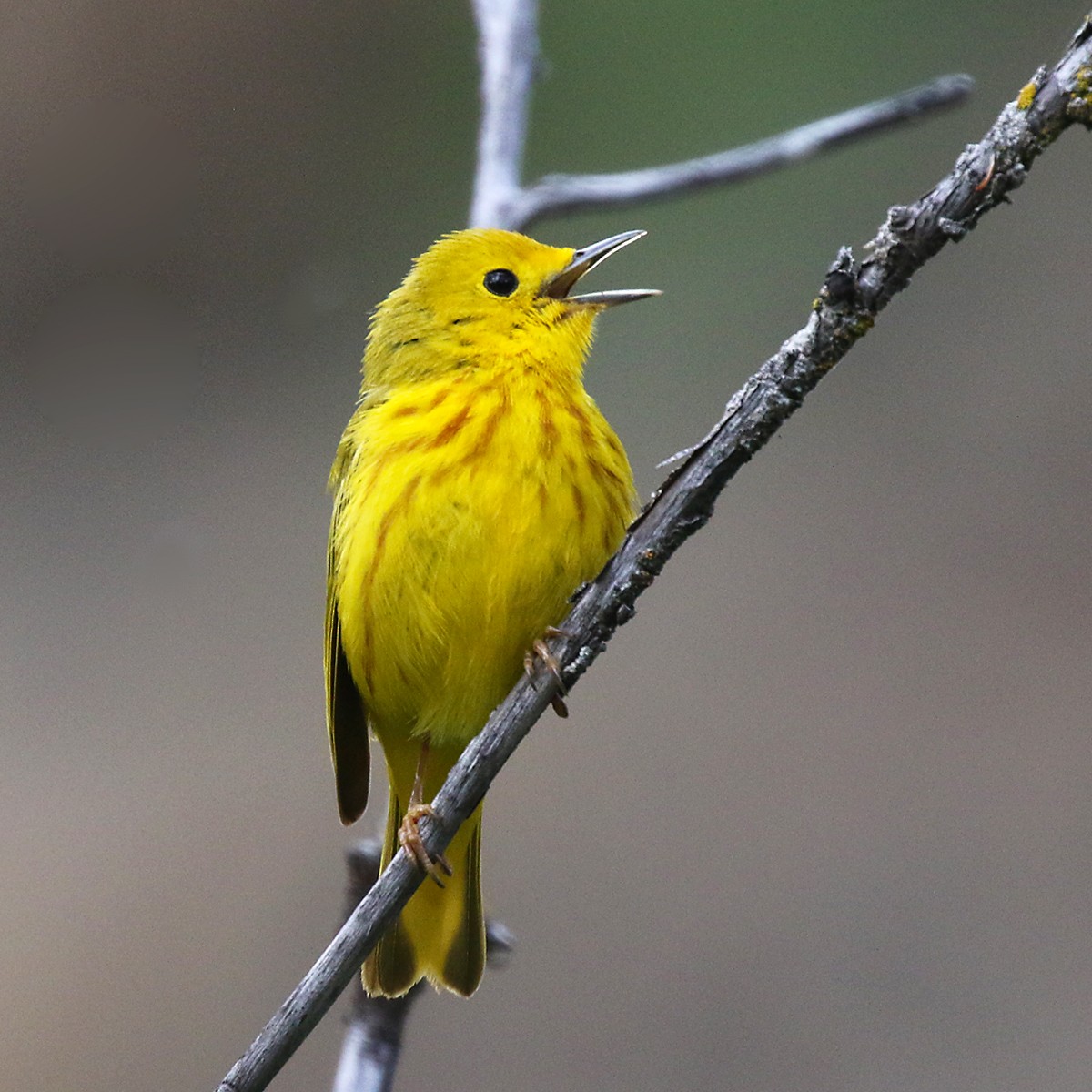 Yellow Warbler - Marlene Cashen