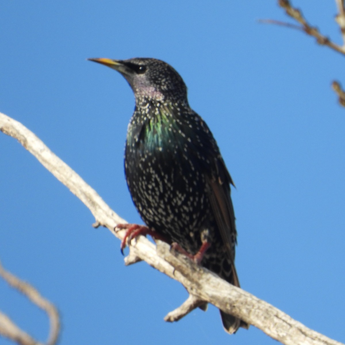 European Starling - ML619271080