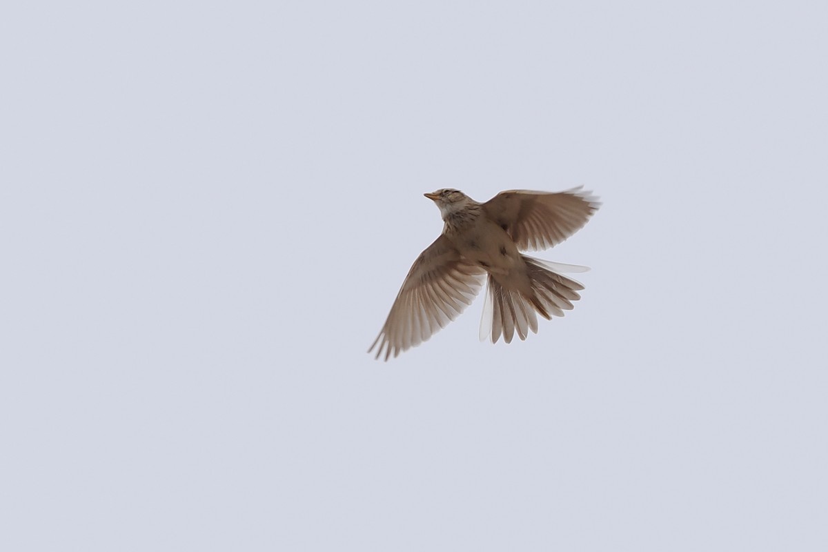 Asian Short-toed Lark - Paul French