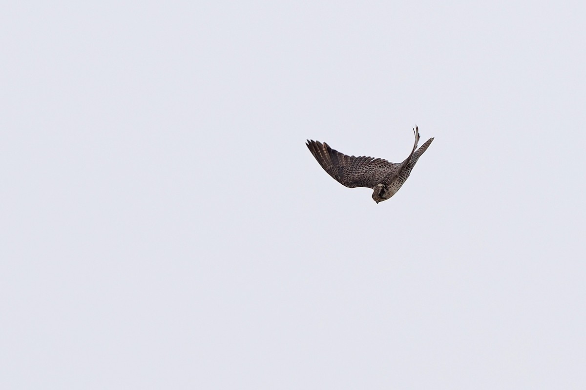 Saker Falcon - Paul French