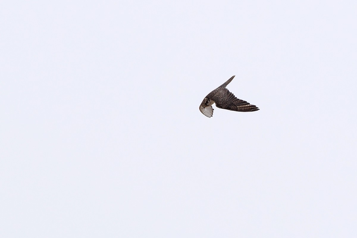 Saker Falcon - Paul French