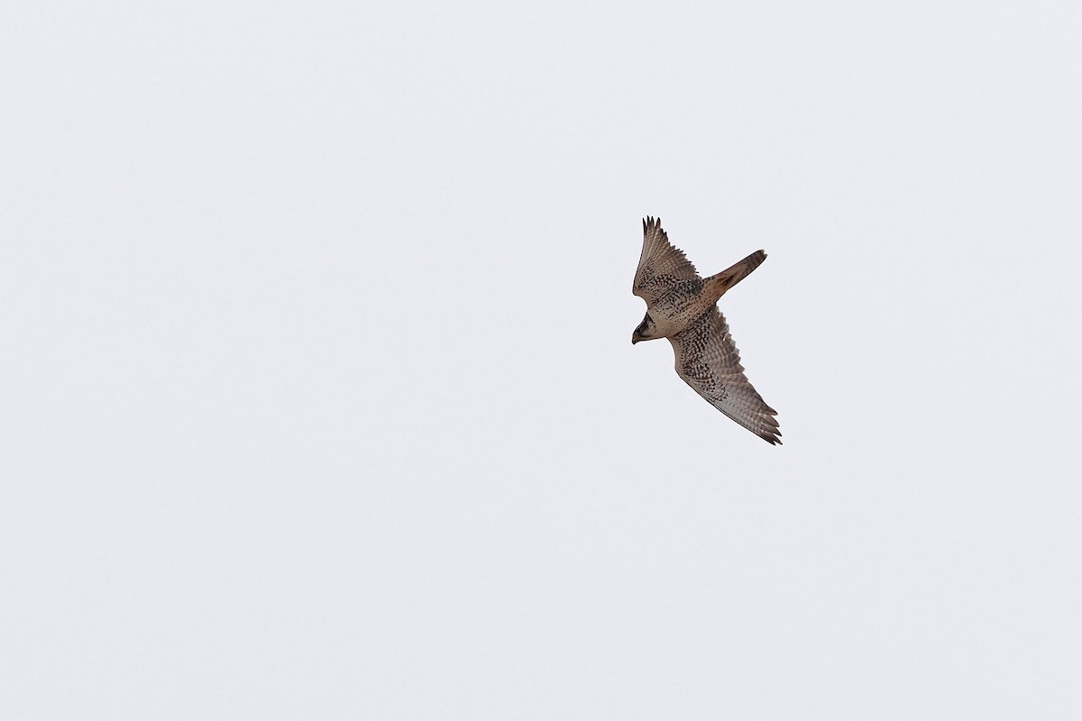 Saker Falcon - Paul French