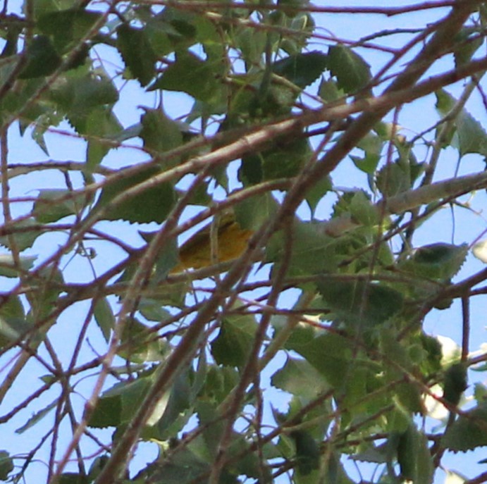 Yellow Warbler - Marsha Painter