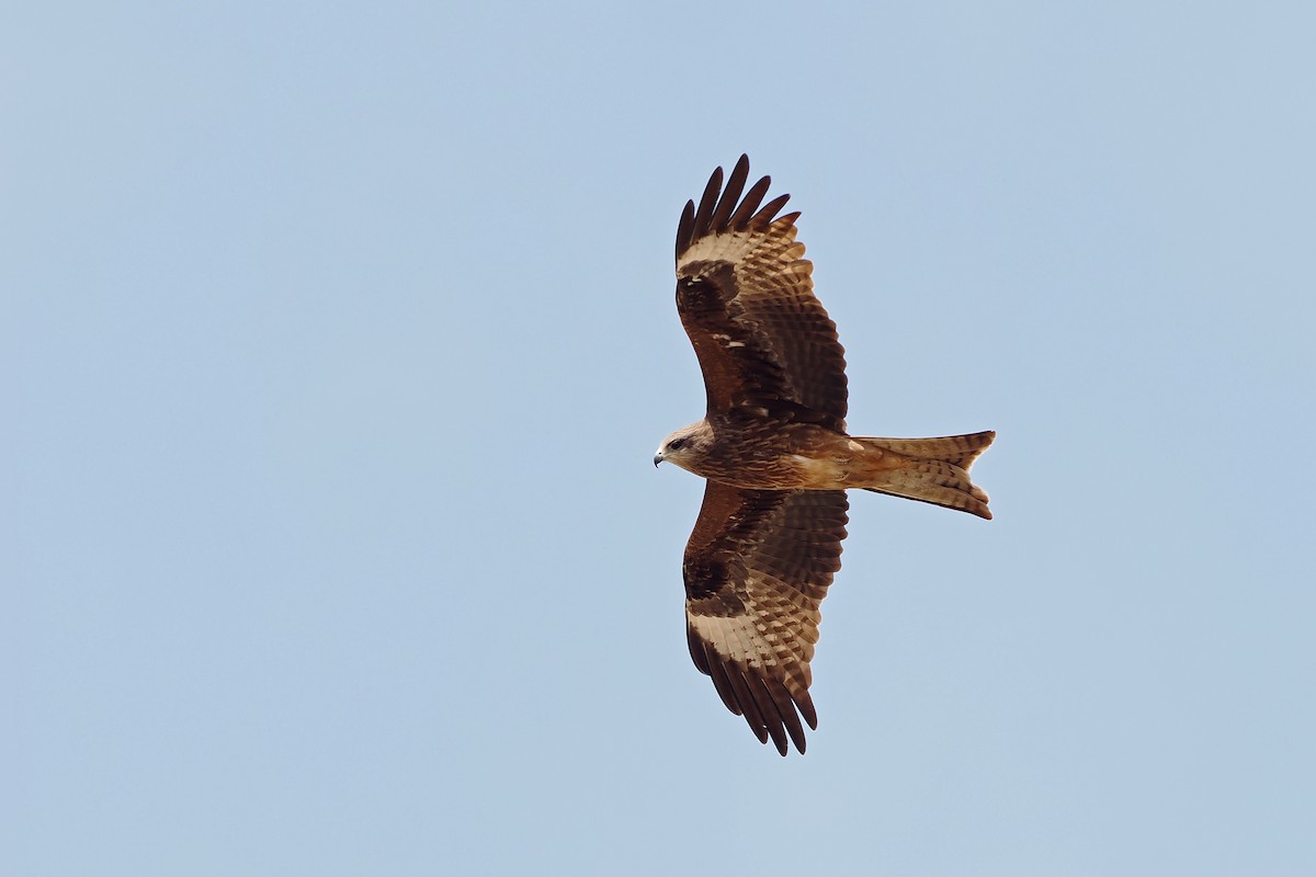 Black Kite (Black-eared) - Paul French