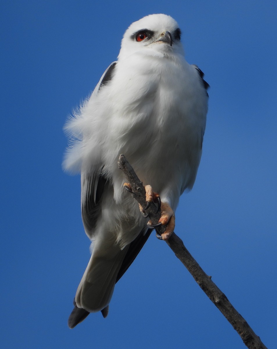 Black-shouldered Kite - Rodney Macready