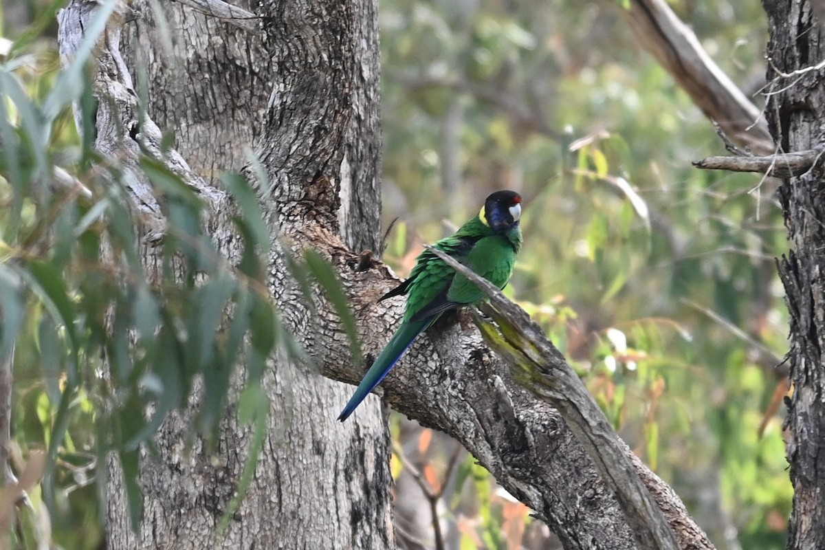 Australian Ringneck - Steve Ryan