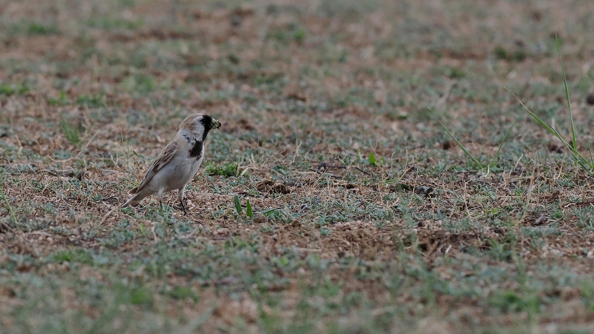 Pere David's Snowfinch - Paul French