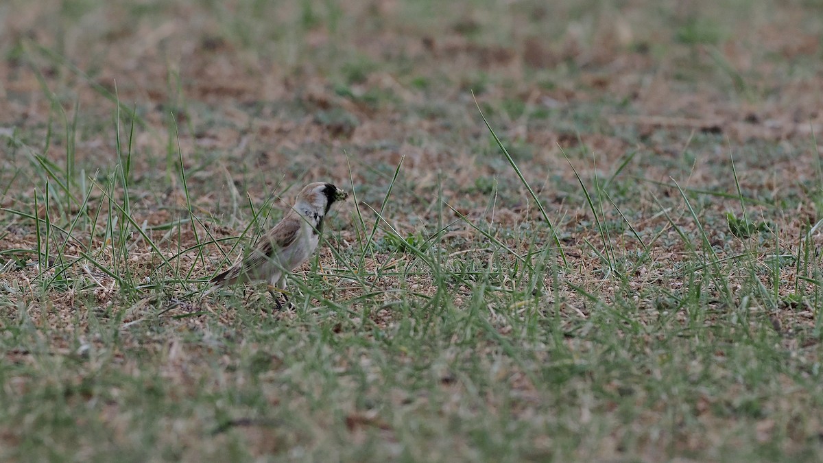 Pere David's Snowfinch - Paul French