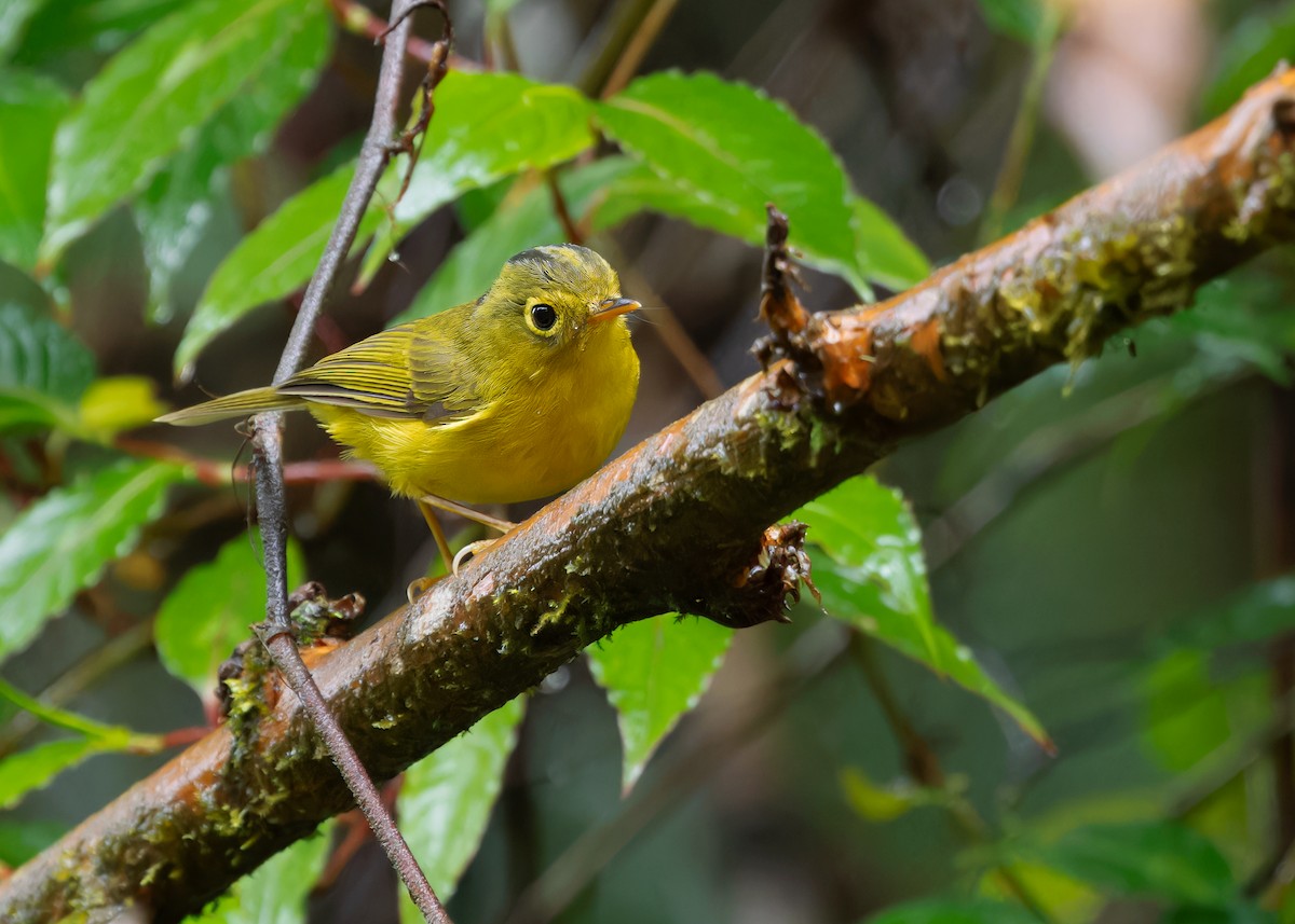 Whistler's Warbler - Ayuwat Jearwattanakanok