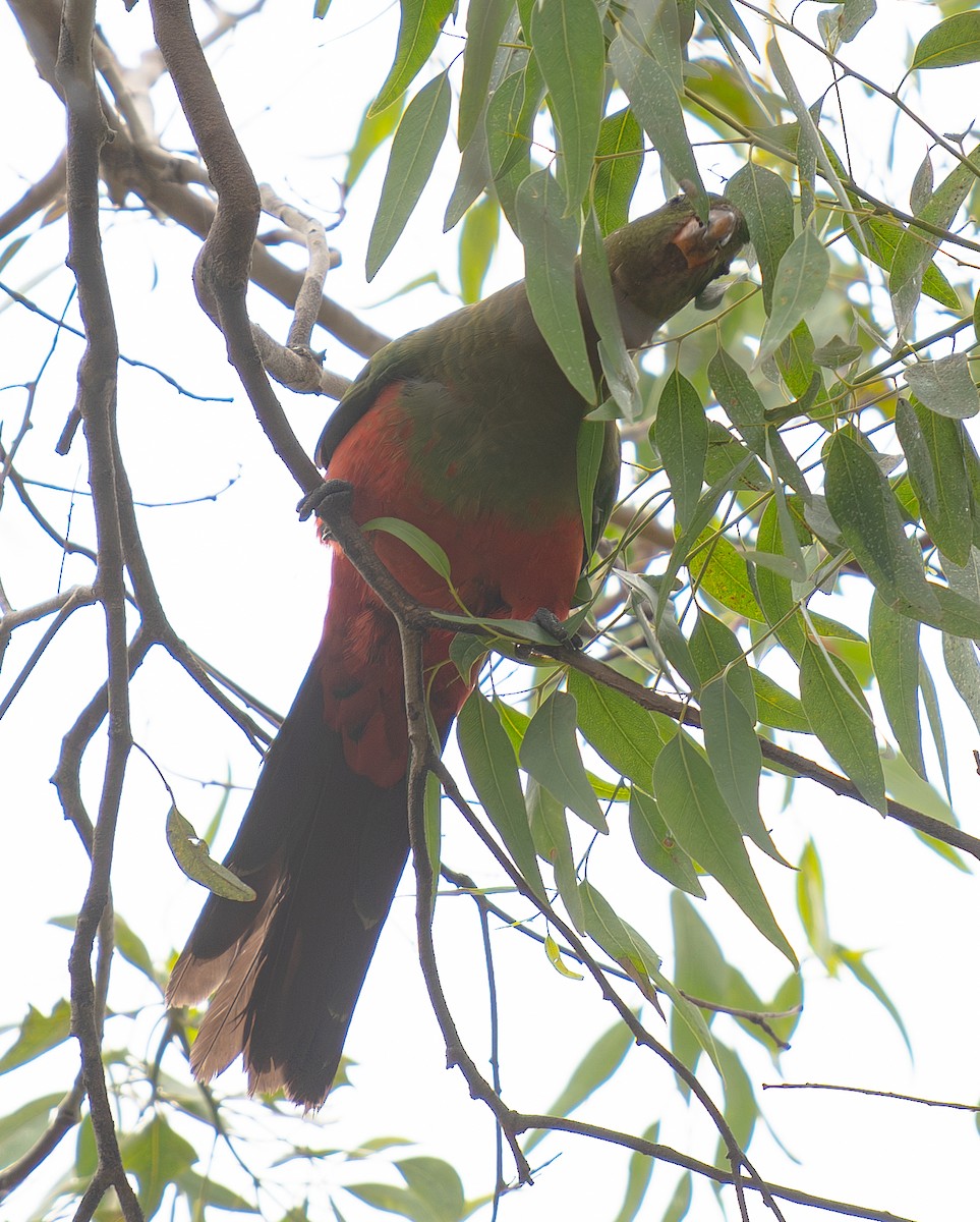 Australian King-Parrot - Tania Splawa-Neyman