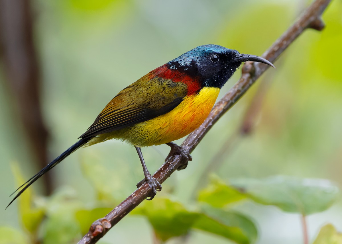 Green-tailed Sunbird - Ayuwat Jearwattanakanok