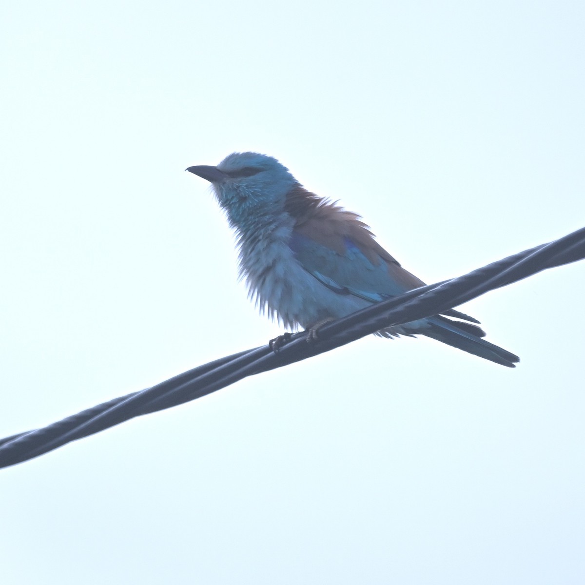 European Roller - Radboud Schwarzenwalder