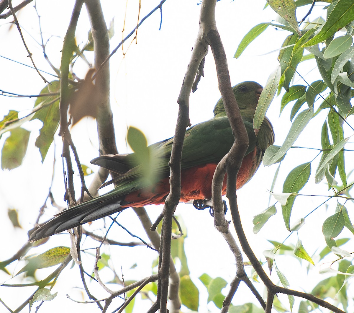 Australian King-Parrot - Tania Splawa-Neyman