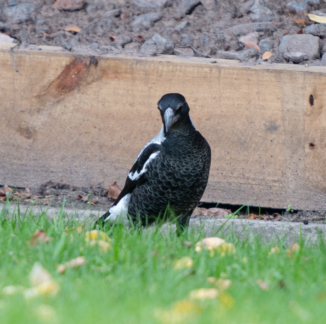 Australian Magpie - Tania Splawa-Neyman