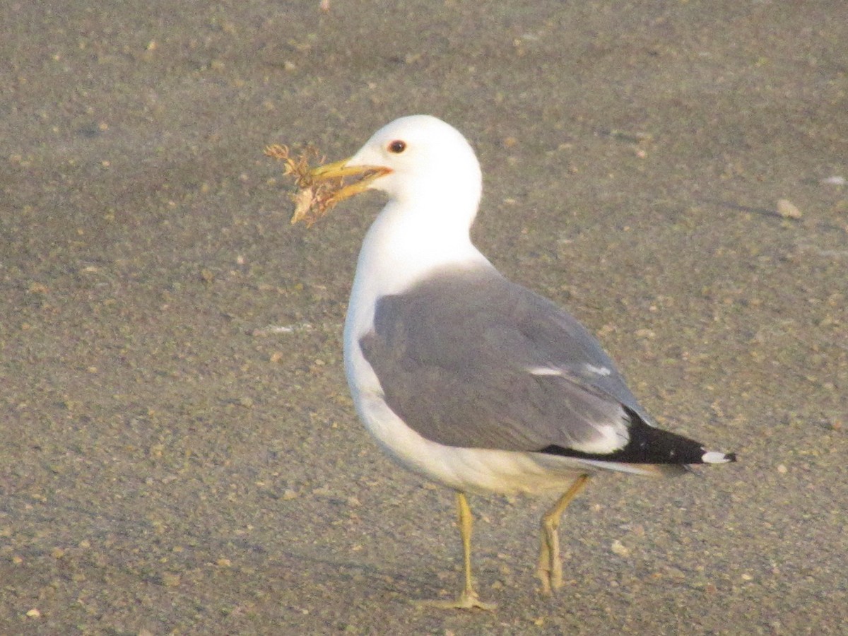 California Gull - Adam Burnett