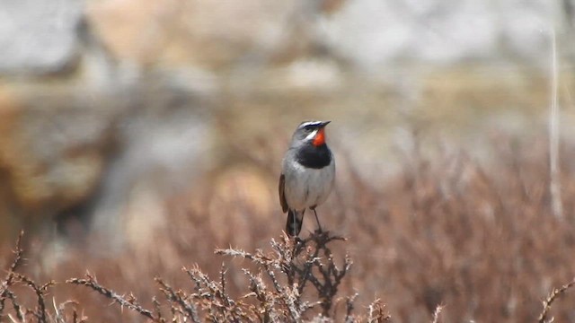 Chinese Rubythroat - ML619271232