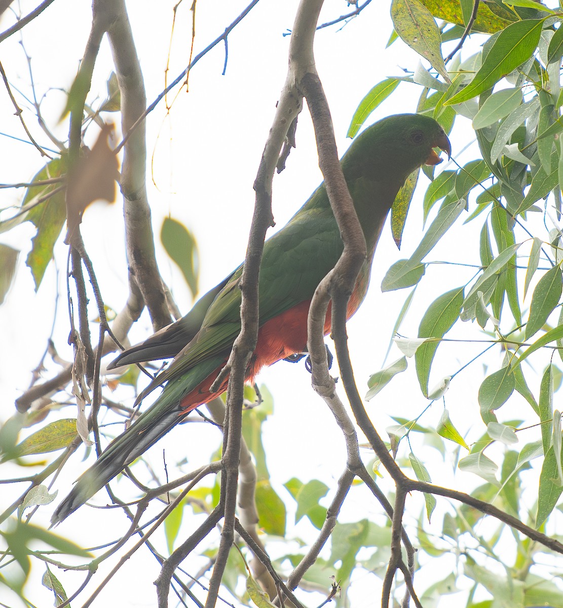 Australian King-Parrot - Tania Splawa-Neyman