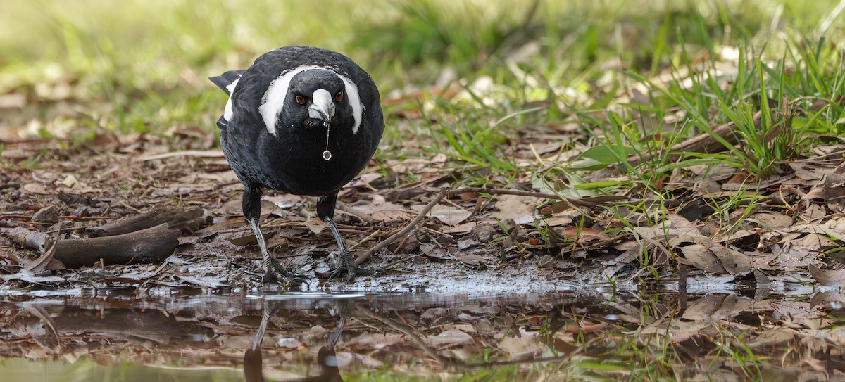 Australian Magpie - Ben Milbourne