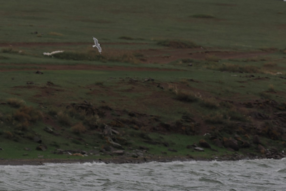 Gaviota Relicta - ML619271255