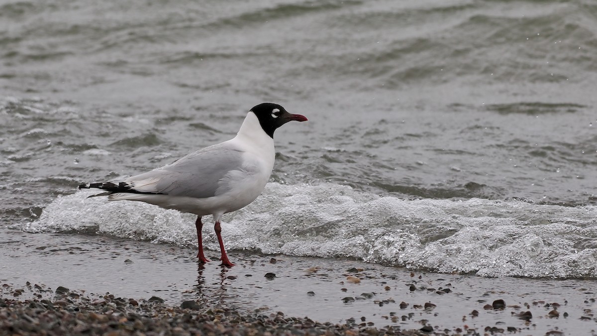 Gaviota Relicta - ML619271256