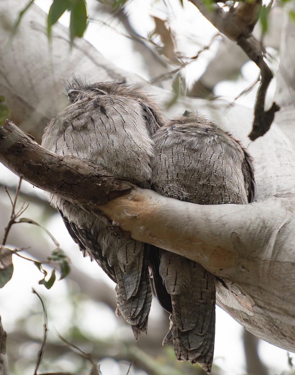 Tawny Frogmouth - Tania Splawa-Neyman