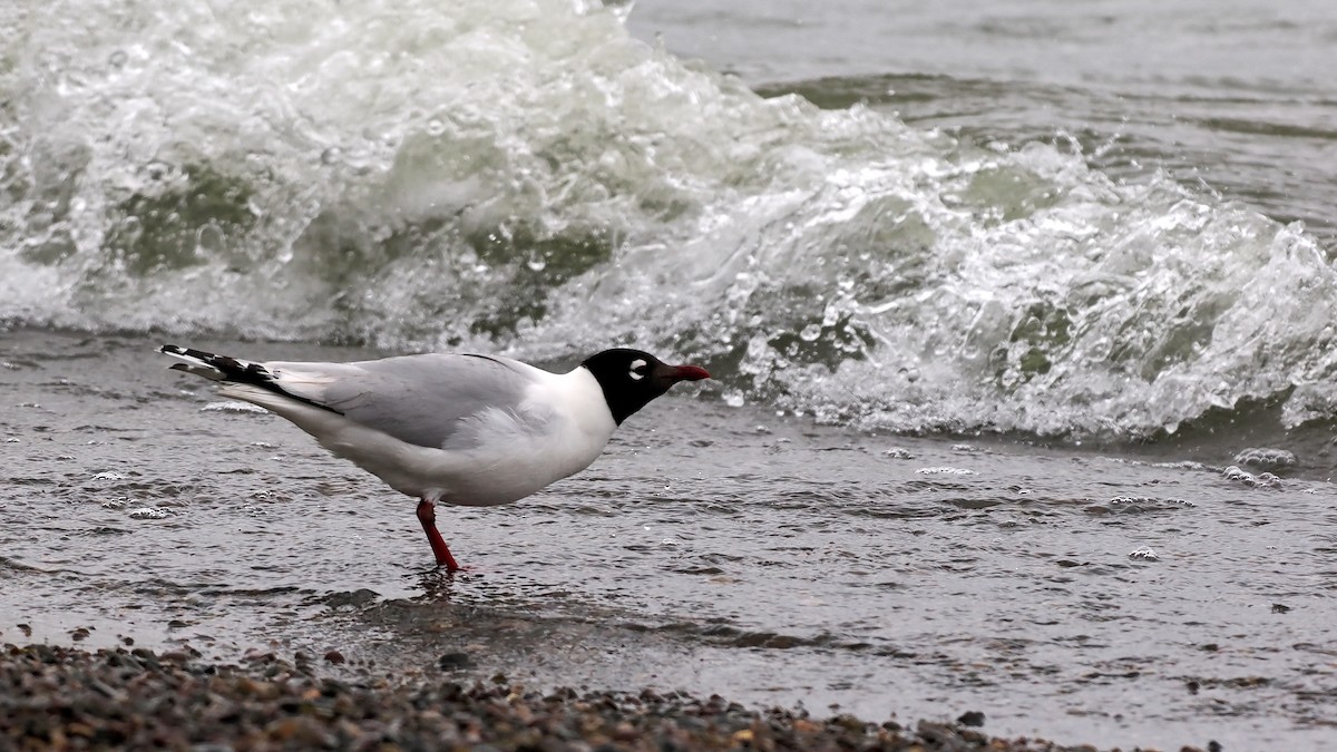 Relict Gull - Paul French