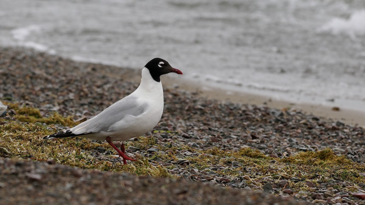 Relict Gull - Paul French