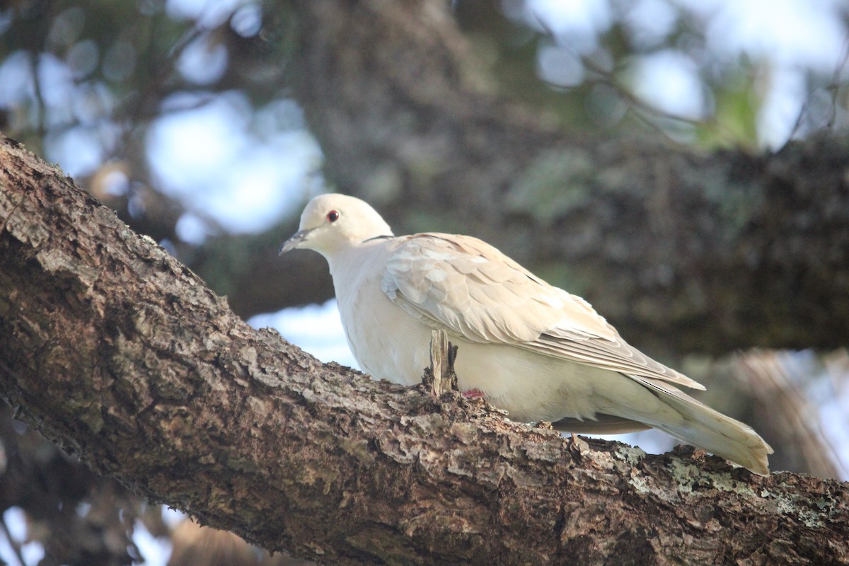 African Collared-Dove - Darron Gedge