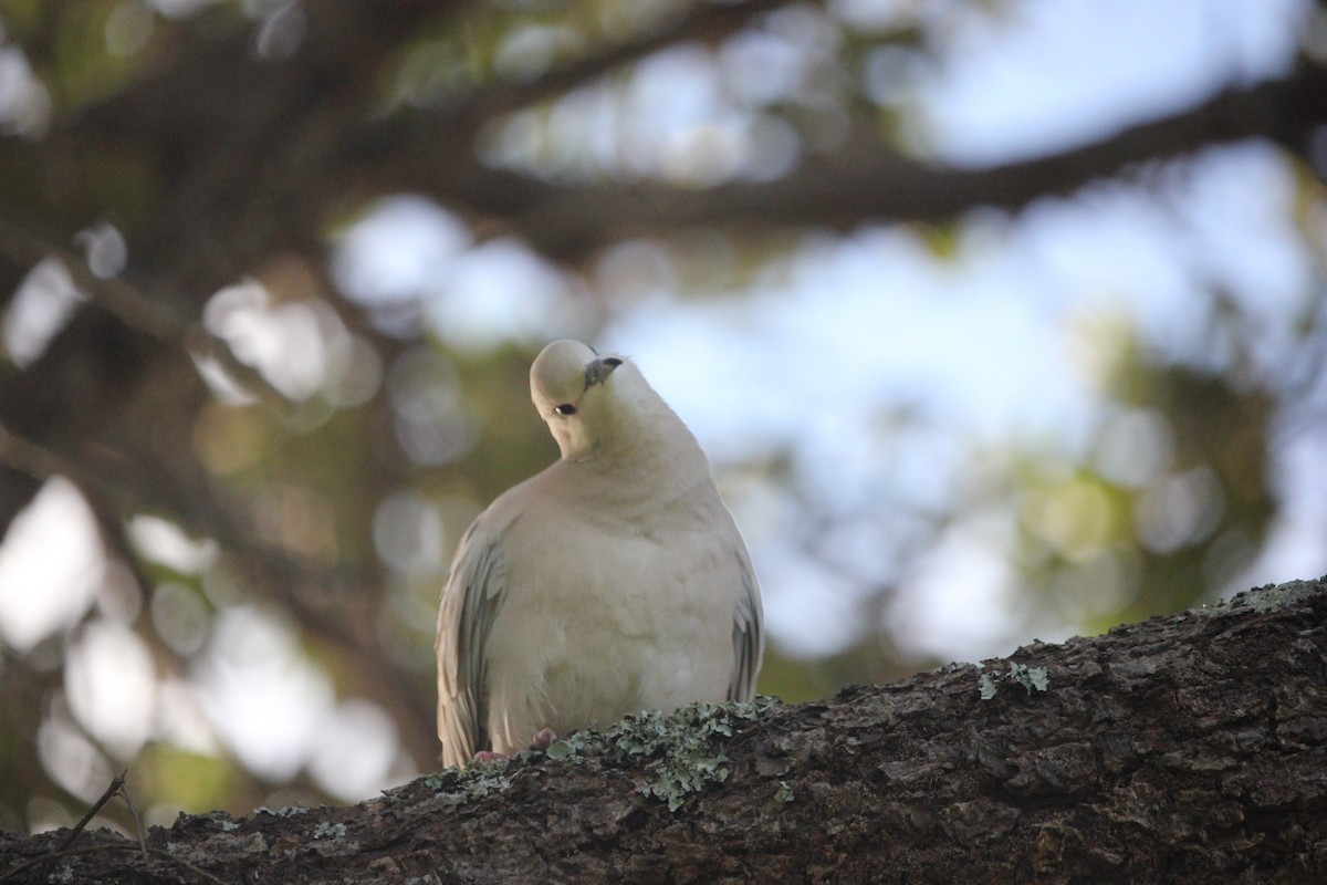 African Collared-Dove - Darron Gedge