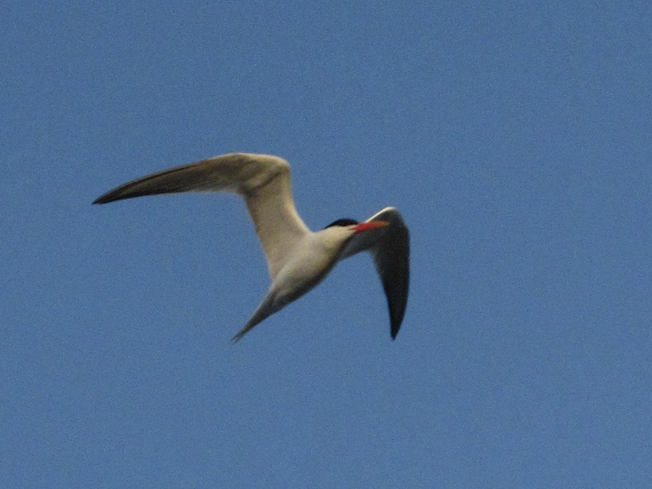 Elegant Tern - ML619271268