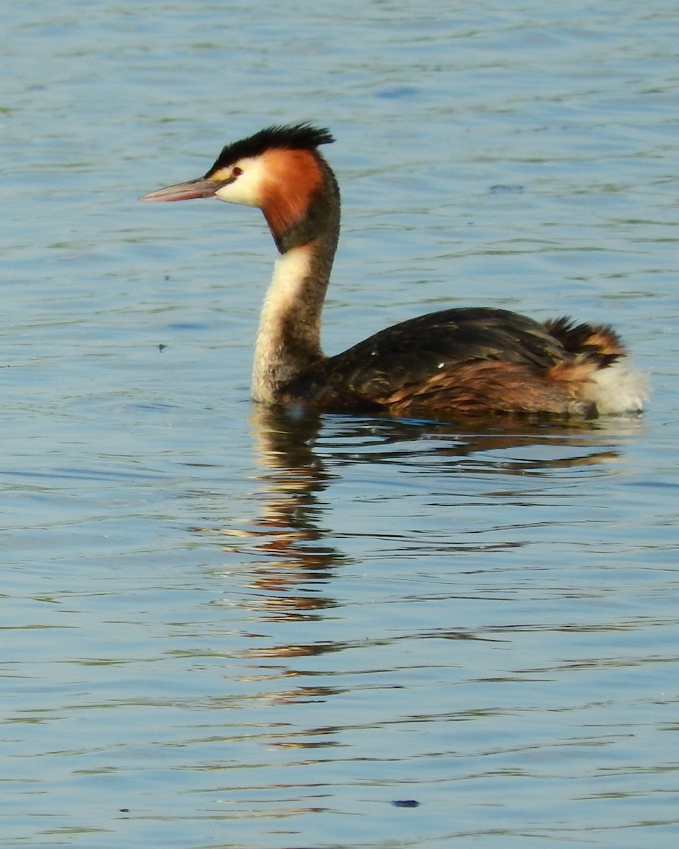 Great Crested Grebe - Tom Carley