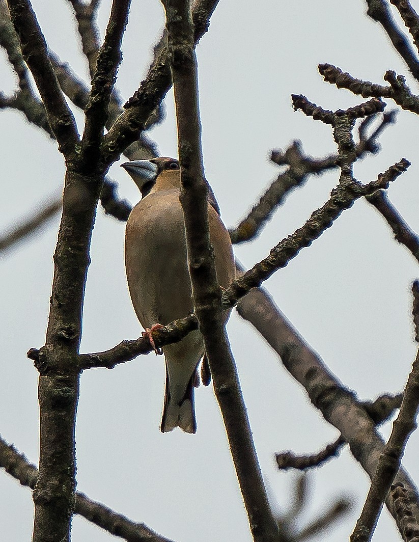 Hawfinch - Russell Scott