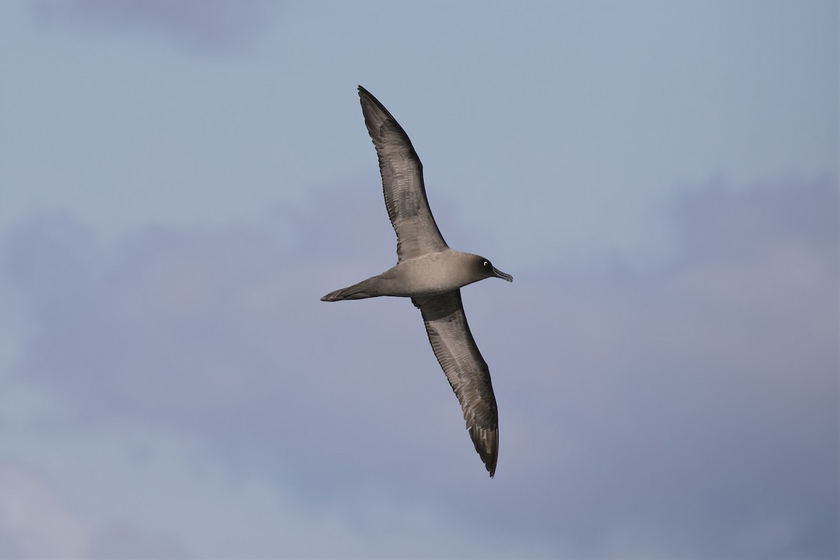 Light-mantled Albatross - John Cantwell