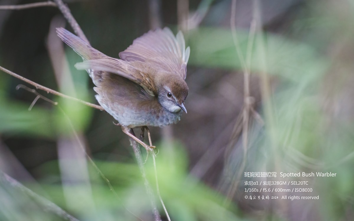 Spotted Bush Warbler - 雀实可爱 鸦