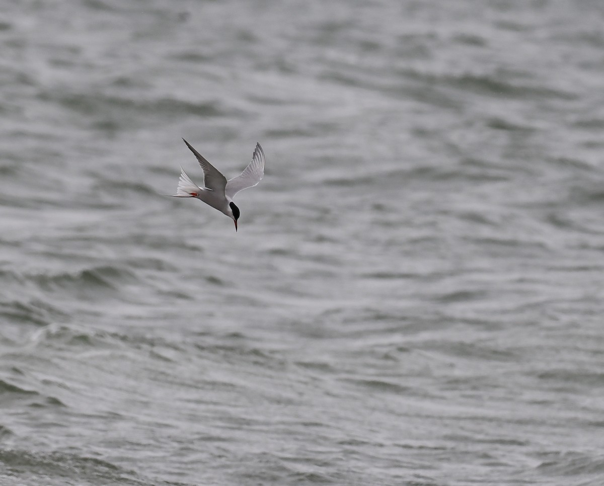 Common Tern - ML619271330