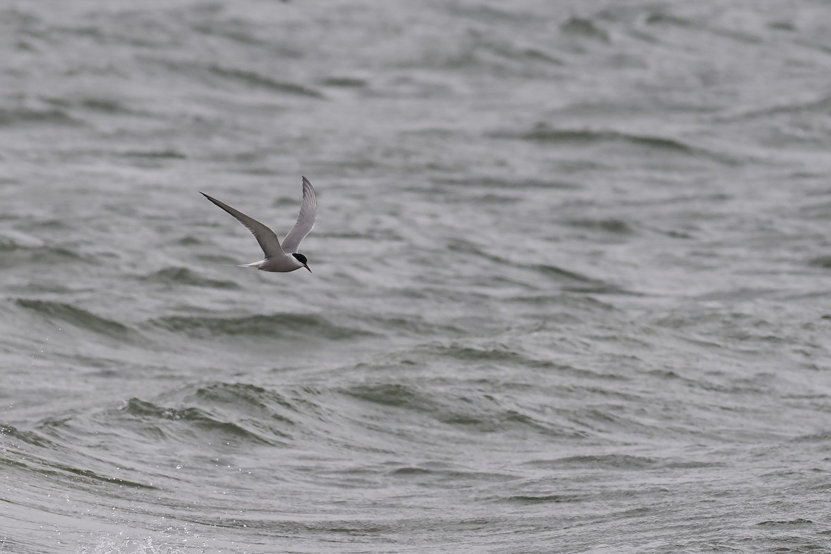 Common Tern - Paul French