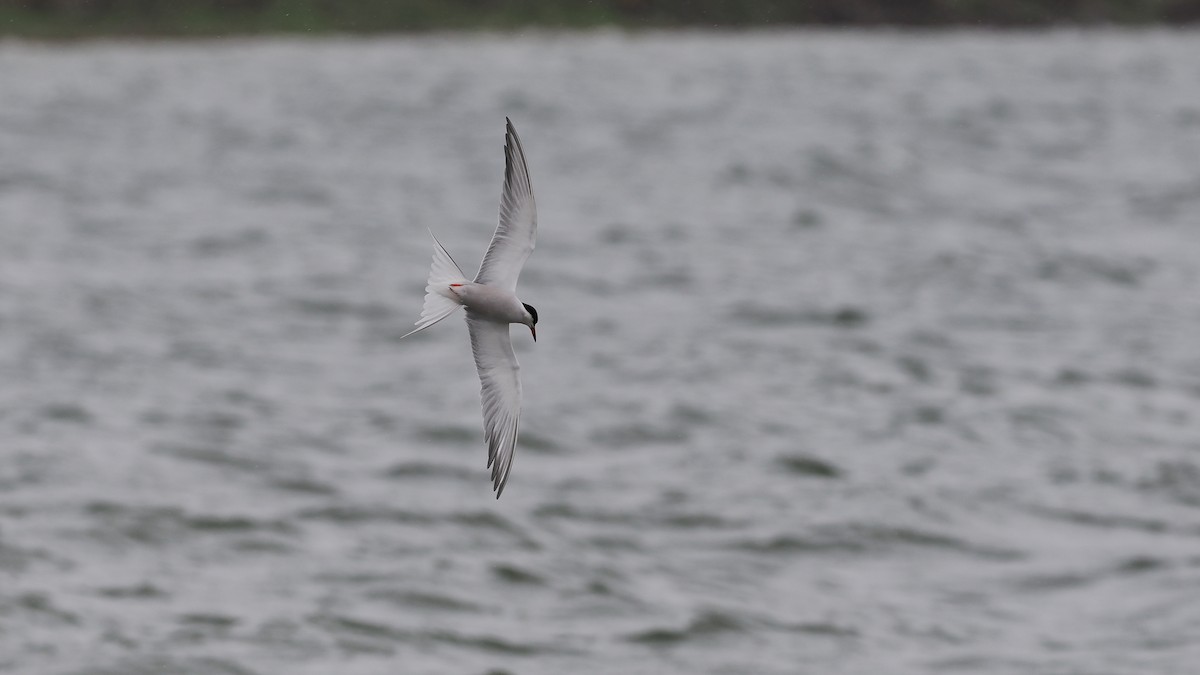 Common Tern - Paul French
