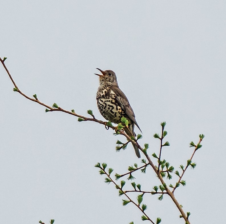 Mistle Thrush - Russell Scott