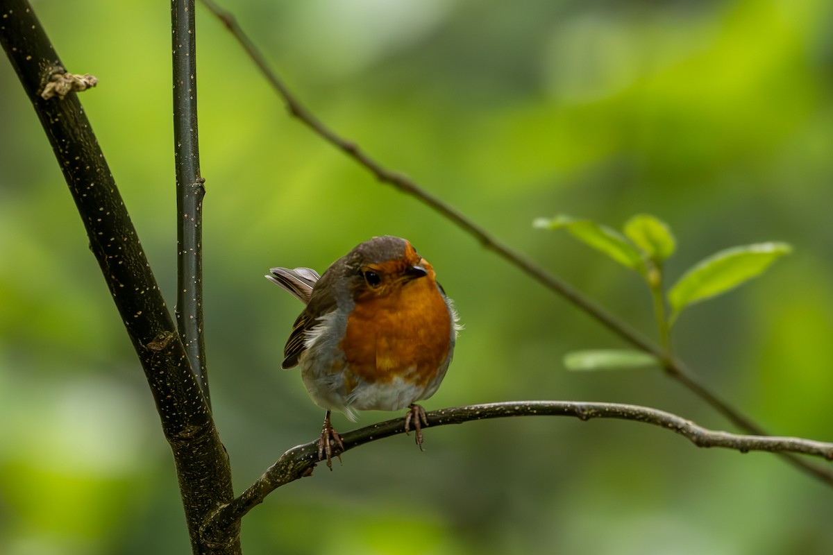 European Robin - ML619271357