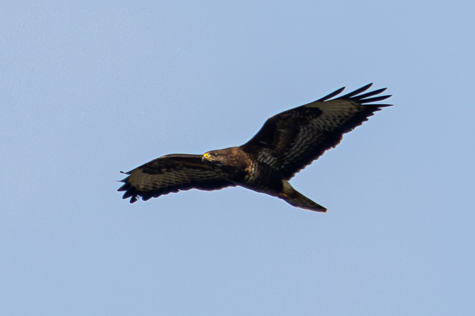 Common Buzzard - ML619271361