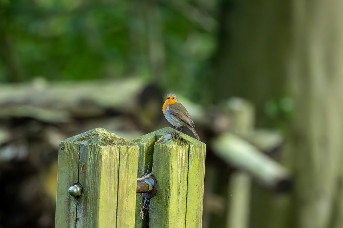 European Robin - F Loose