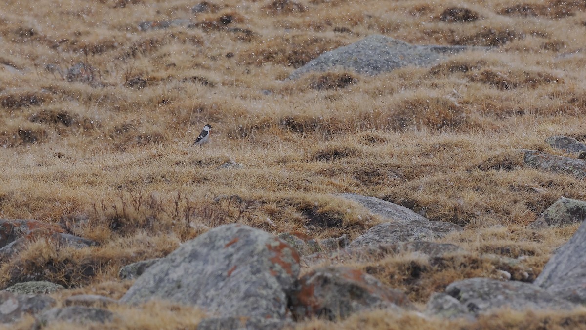 White-throated Bushchat - Paul French