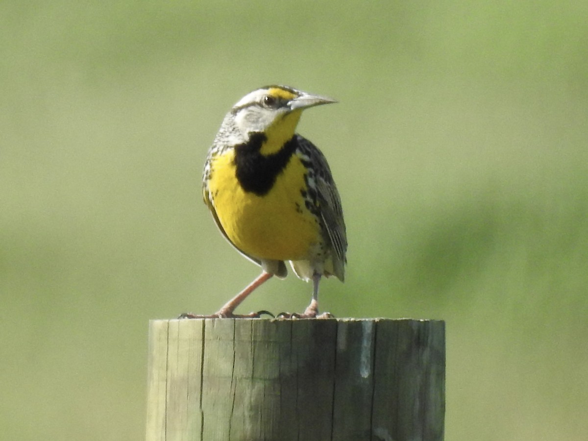 Eastern Meadowlark - T C