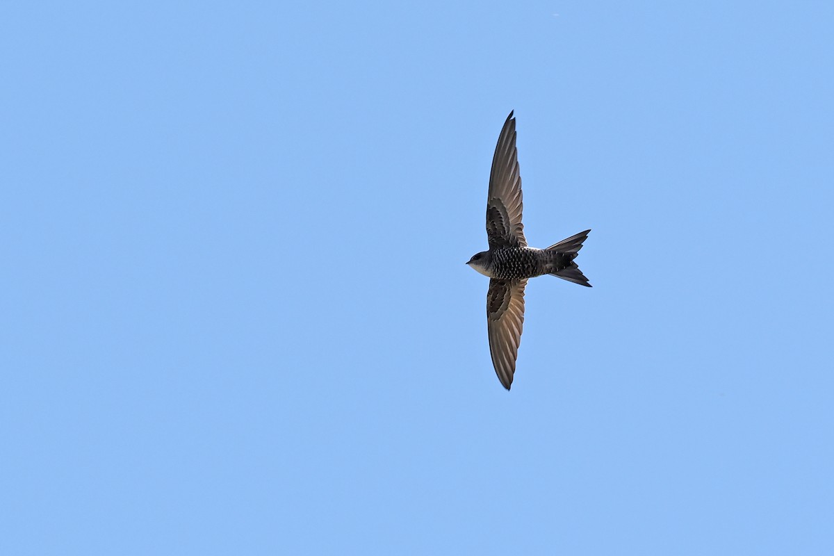 Pacific Swift - Paul French