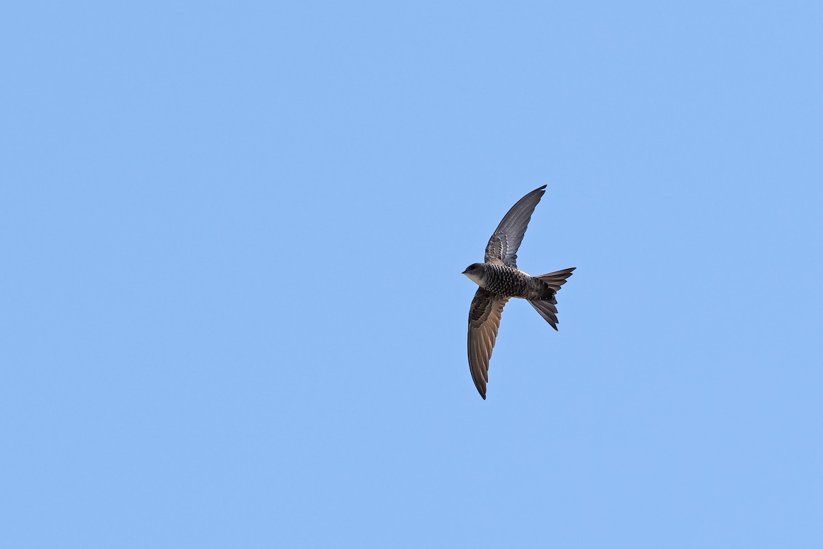 Pacific Swift - Paul French