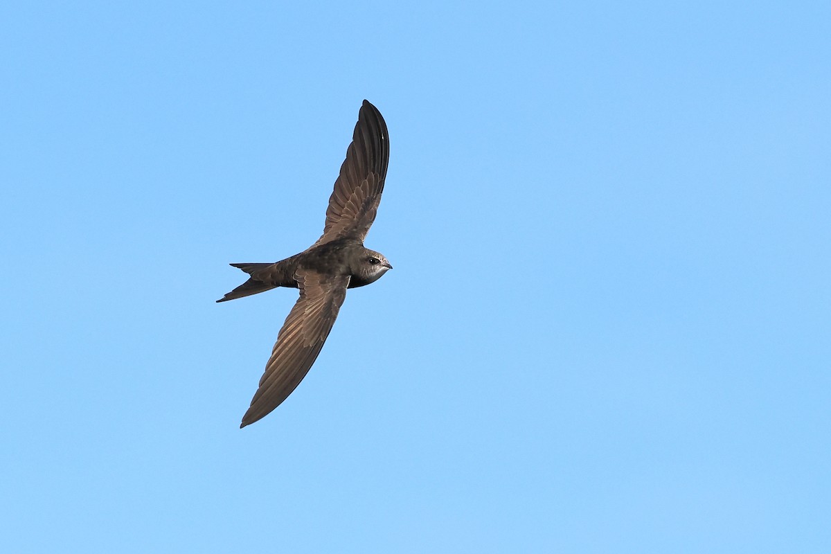 Common Swift - Paul French