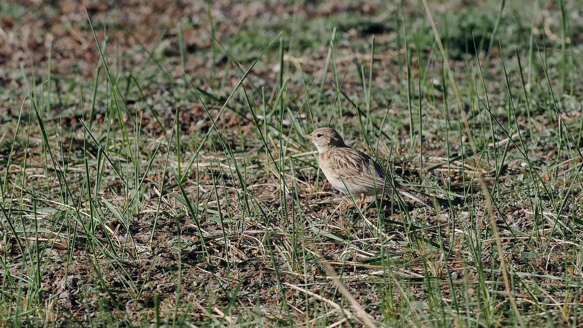 Asian Short-toed Lark - Paul French