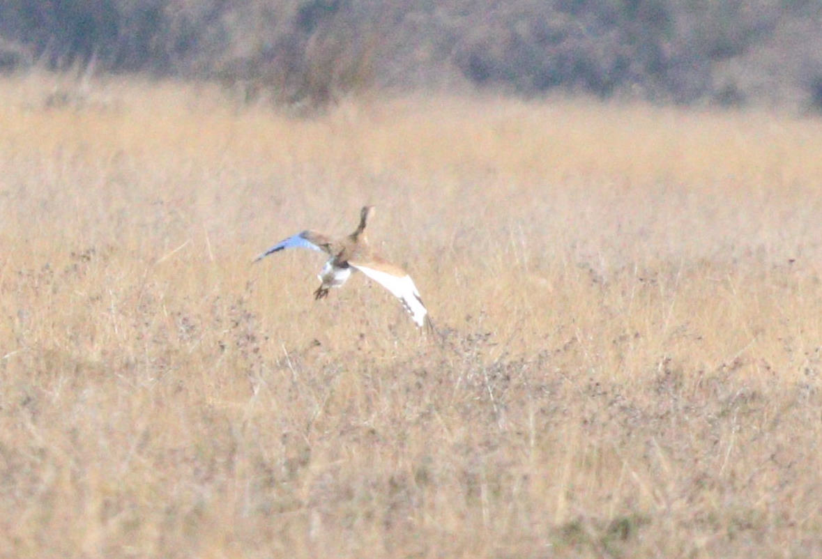 Little Bustard - Bussier romain